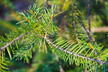Green spruce needles on a branches