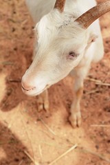 Fototapeta premium Goat