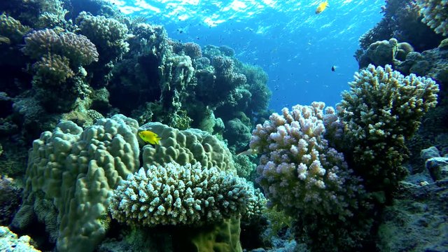 Coral reef, tropical fish. Warm ocean and clear water. Underwater world. Diving and Snorkelling.

