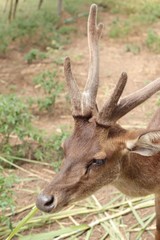 sika deer in the nature