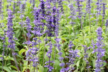 Purple salvia flowers at beautiful in garden.