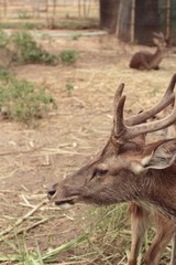 sika deer in the nature