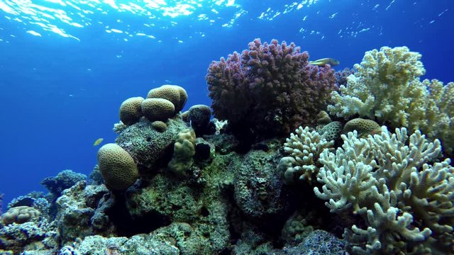 Coral reef and beautiful fish. Underwater life in the ocean. Tropical fish on coral reefs.
