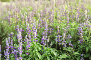 Gardens with the flourishing lavender