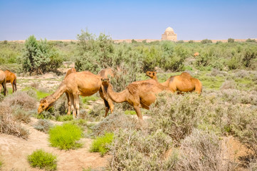 Camels in Merv