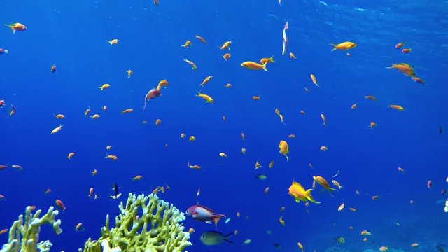 The ocean and the corals. Colorful tropical fish.
