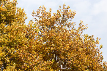 yellow leaves on the autumn nature