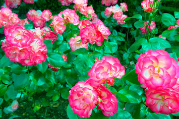 Pink roses bush blooming in the garden