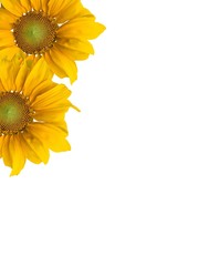 Sunflowers and white background.