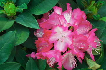 Pink rhododendron flowers with green leaves background
