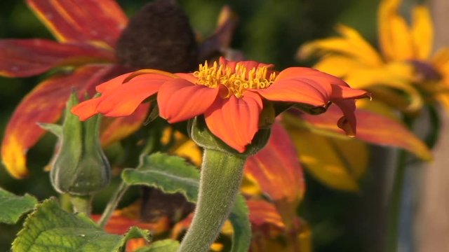 Die orange Bl&uuml;te einer Zinnie bewegt sich leicht im Wind (Gro&szlig;aufnahme)
