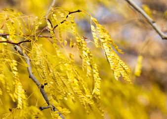 yellow leaves on the autumn nature