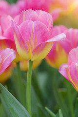 Tulips in morning sunlight, soft focus beautiful flower backgrou