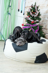 Photos Mastino breed dogs Neapolitana have a Christmas tree.