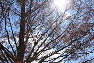 冬の木と太陽光