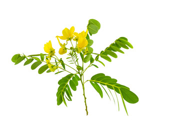 Closed up yellow flower American Cassia or Golden Wonder isolated on white.Saved with clipping path. - obrazy, fototapety, plakaty