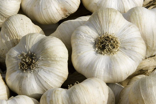 Frankreich. Aquitaine. Gironde. Sauveterre de Guyenne. Wochenmarkt. Frischer weisser Knoblauch.