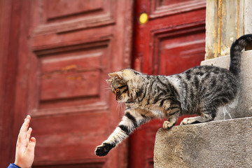 Active cat in front of an old house with wooden grunge door