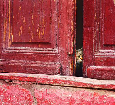 Cat looking outside from  an old house with wooden grunge door