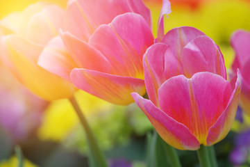 Tulips in morning sunlight, sweet soft beautiful flower backgrou