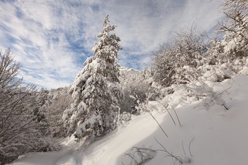 Winter forest landscape.