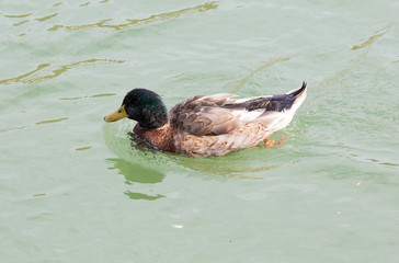 duck on the lake in autumn