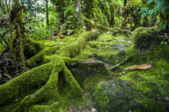 Moss overgrowing trees along a path, Pohnpei (Ponape), Federated States of Micronesia, Caroline Islands, Central Pacific 