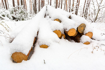 logs in pine forest