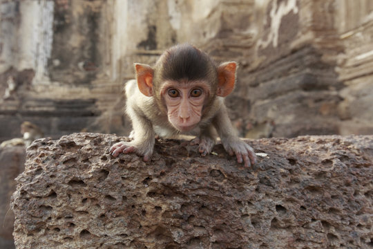 子猿 Images Browse 2 156 Stock Photos Vectors And Video Adobe Stock