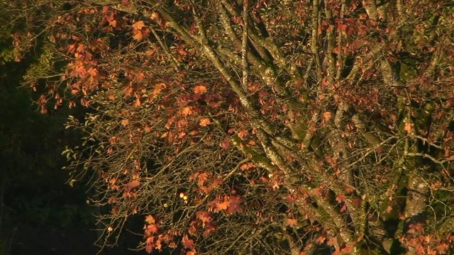 Die letzten Blätter des Ahornbaumes bewegen sich im Licht der untergehenden Sonne im Wind