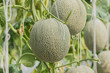 Cantaloupe. Fresh melon on tree. selective focus