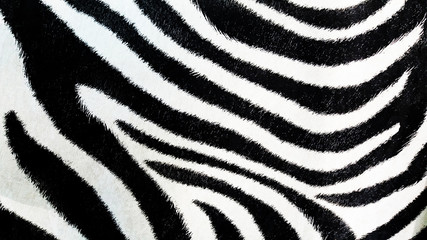 Zebra pattern, black and white background, textured wallpaper