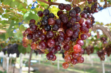 The grapes.