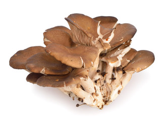 Pleurotus ostreatus