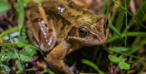 Posing frog 