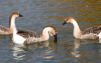 a flock of ducks on the lake in autumn