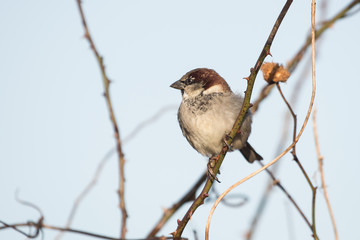 House Sparrow, Sparrow, Passer domesticus