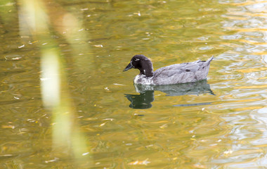 duck on the lake in autumn