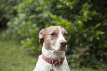 Bird Dog Outdoors