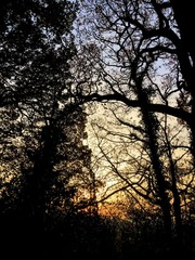 Evening Canopy