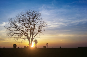 landscape magical sunrise sky with winter silhouette dry tree tr