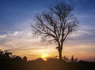 Fototapeta na wymiar landscape magical sunrise sky with winter silhouette dry tree tr