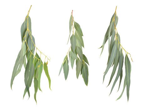 Eucalyptus twigs.