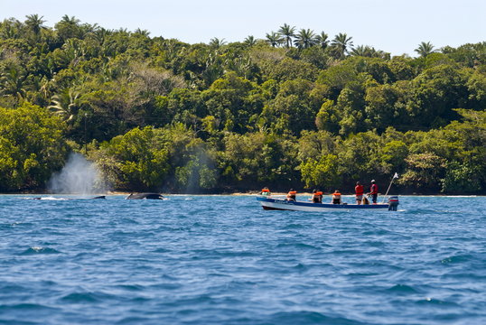 Tourists watching a humpback whale (Megaptera novaeangliae), Ile Sainte Marie, Madagascar
