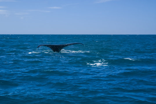 Tail of whale in sea