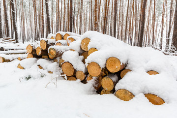 pine wooden logs under snow