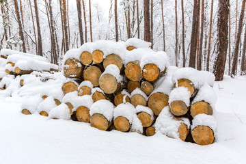 heap of logs in winter forest
