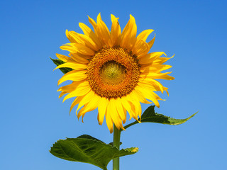 beautiful sunflower and blue sky.