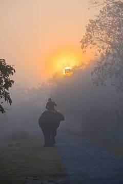 Elephant in the fog below the rising sun, Kaziranga National Park, Assam