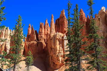 Naklejka premium Stone Hoodoos in Bryce Canyon National Park.